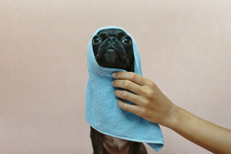 Hands towel-drying a small dog after a bath