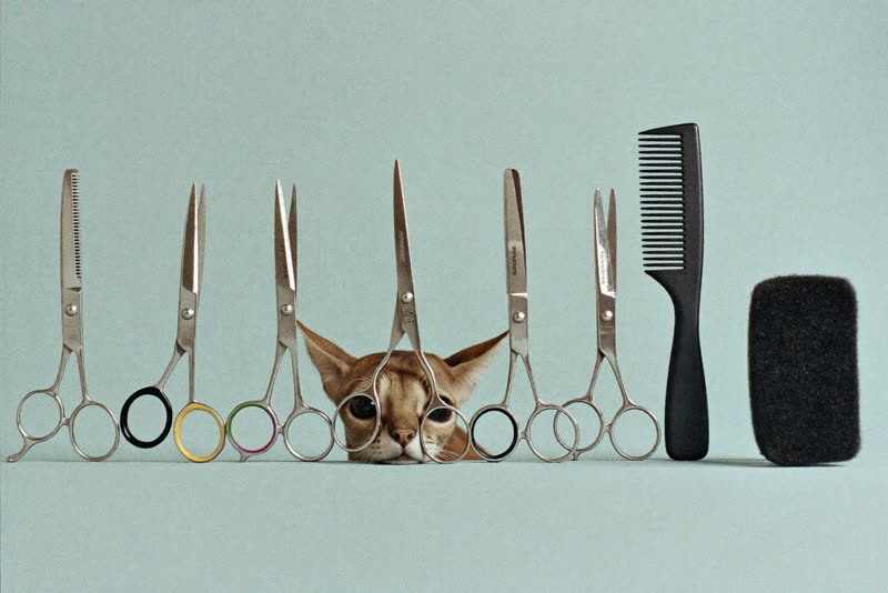 Grooming clippers, scissors and brushes laid out on a plain surface