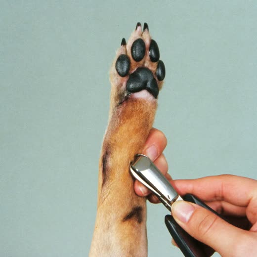 A dog's paw held in a hand for nail clipping