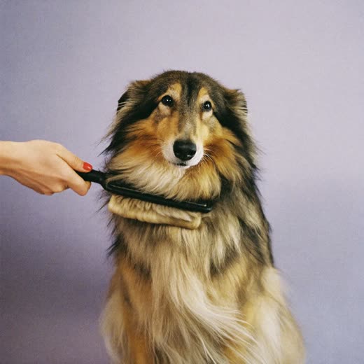 A long-haired dog being brushed out with a slicker brush